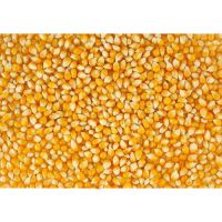 Yellow Maize
