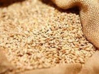Corn, wheat, barley, peas