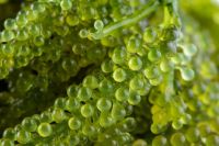 Lato Seaweed, Dehydrated Sea Grapes, Organic Green Caviar - Sven + 84 966722357