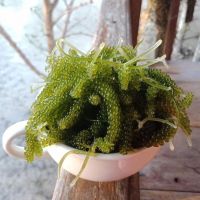 High Quality Fresh Sea Grapes - Sven + 84 966722357