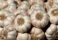 Garlic Clove