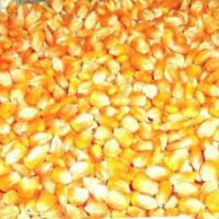 Yellow Corn