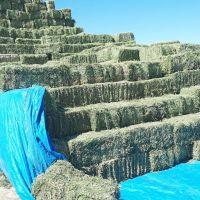 Alfafa Hay for Animal Feeding Stuff Alfalfa,hay/alfalfa hay pellets