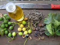 Jatropha Oil