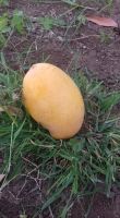 SUDANESE SHANDI MANGO