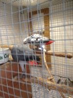 african grey parrots for sale near me