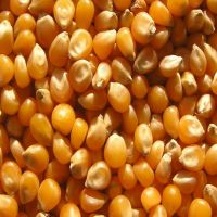 Yellow Corn and White Corn for sales