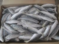 Frozen Mackerel Fish For Sale