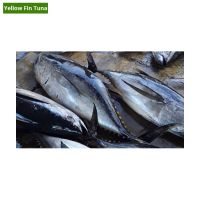 Frozen  Tuna Fish and Frozen Tuna fish Loins