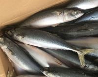 Frozen Mackerel Fish For Sale