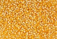 Corn