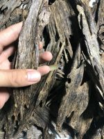 agarwood ( oud ) Nha Trang - Viet Nam