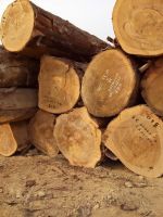 Ekop-Naga Timber Hardwood Log