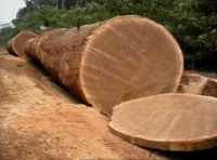Ayous Timber Hardwood Logs