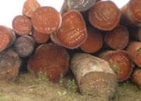 Wenge Round Wood Logs