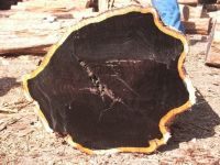 Ebony (Black Ebony) Wood Logs