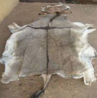 Dry Salted Cow Hides