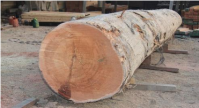  Meranti Hardwood Timber Log