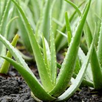 Kenya Green Fresh Aloe