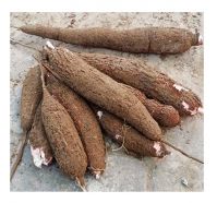 Fresh Cassava