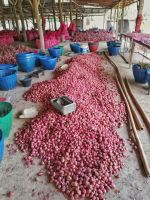 https://cn.tradekey.com/product_view/African-Fresh-Red-Onion-9627869.html