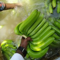 Fresh Green Cavendish Banana