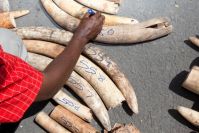 Ivory Tusks From Cameroon