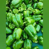 Fresh Green Capsicum 