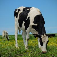 Holstein Friesian and Jersey Cows