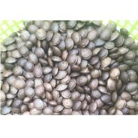  Oval seeds DRIED SACHA SACHI INCHI NUT,  From South Africa