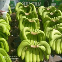 Indian Cavendish Banana