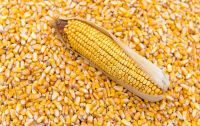 maize