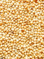 Sorghum (Guinea Corn, millet)