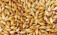 Barley feed