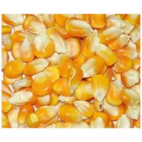 Quality Yellow Corn