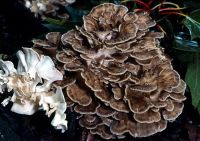 Maitake Mushroom Extract