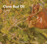 Clove Bud Oil (CL-380) Van Aroma