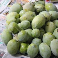 Tasty Indonesian Mango | Gedong Gincu | Harum Manis And Garifta Mangoes