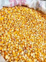 Yellow Maize and Yellow Corn From Nigeria 