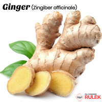 Ginger