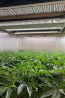 Commercial Grade LED Grow Light