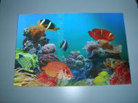 APET 3D SHEET