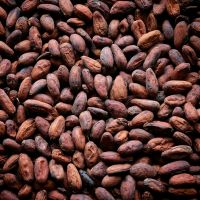 high quality cocoa beans dried Grade A