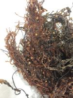 High Quality Seasoned Sargassum Seaweed Wholesale For Sale Made In Vietnam