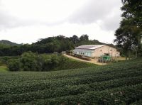 Tea &amp; Indonesian Tea