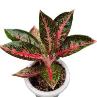 AGLONEMA ADELIA (Live Ornamental Plant)