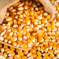 Premium High Quality Yellow Corn Maize Grains Feed Corn Maize for Animal from CA;9 Non-glutinous 50 Kg Dried 1 Cm AD