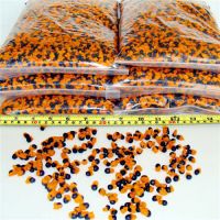 strelitzia reginae seeds / strelitzia nicolai seeds / 