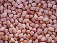 Sell Peanut Kernels Spanish Type/hsuji Type