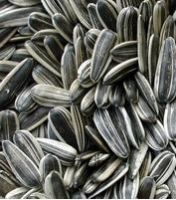 Sell Sunflower Seeds